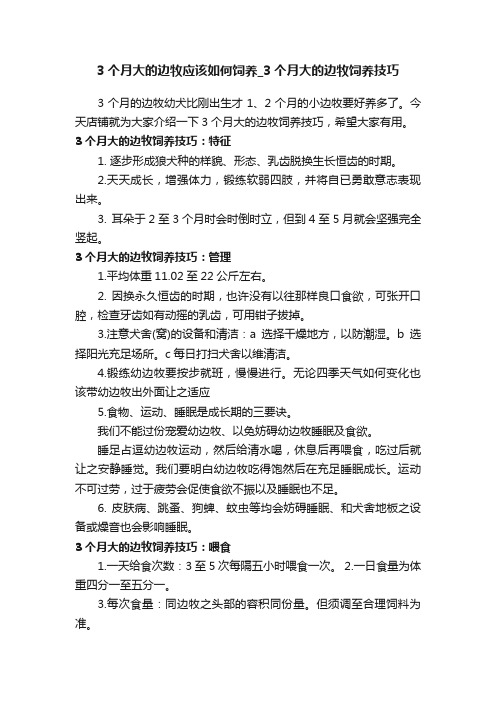 3个月大的边牧应该如何饲养_3个月大的边牧饲养技巧