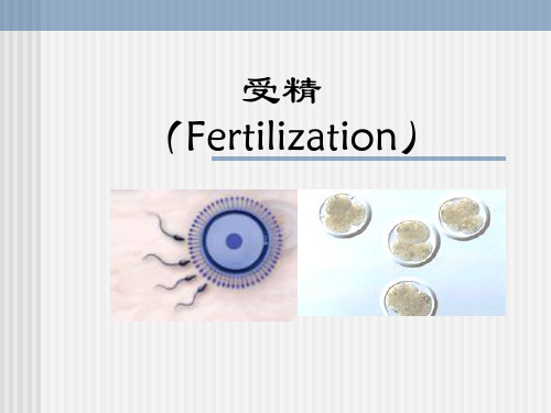 第三章+受精(Fertilization)