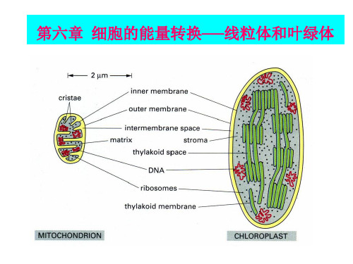 第六章  线粒体和叶绿体