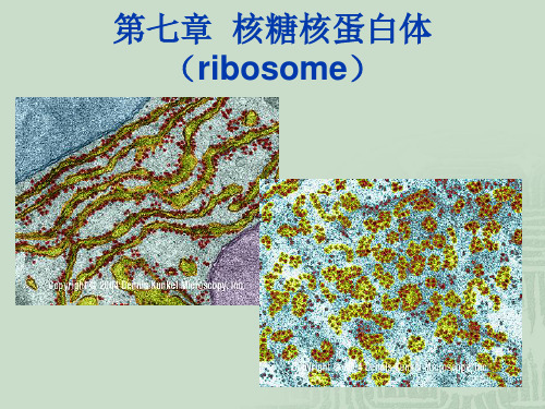 细胞生物学 第七章 核糖体