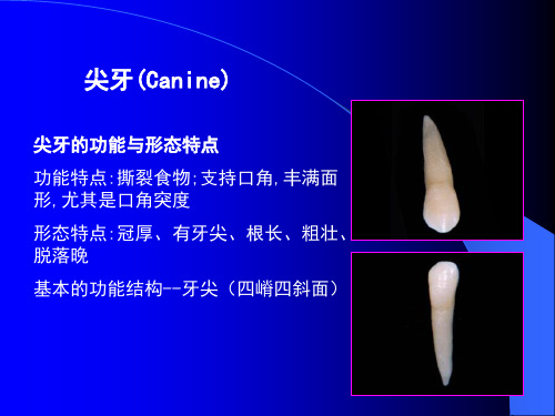 中国医科大学口腔解剖生理学课件03