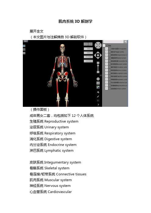 肌肉系统3D解剖学