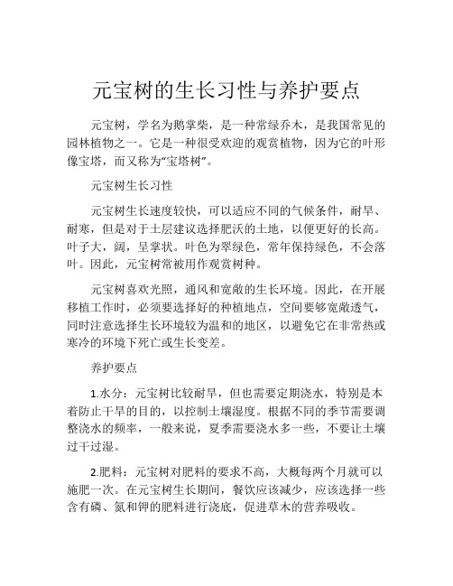 元宝树的生长习性与养护要点