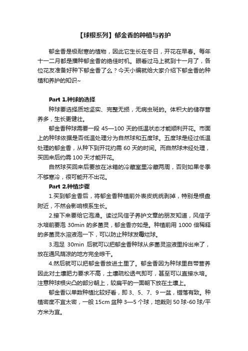 【球根系列】郁金香的种植与养护