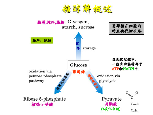 生物化学 糖酵解作用