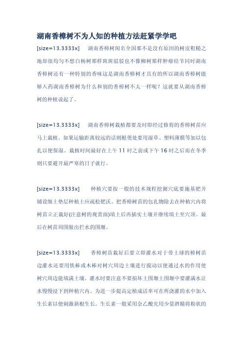 湖南香樟树不为人知的种植方法赶紧学学吧.