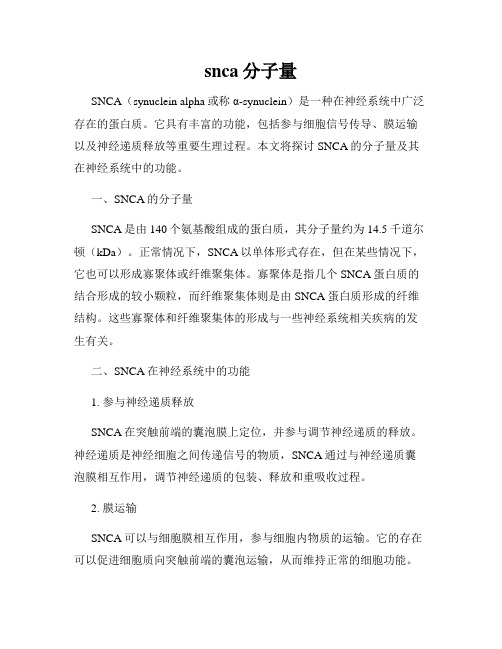 snca分子量