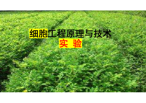 培养基配置与灭菌