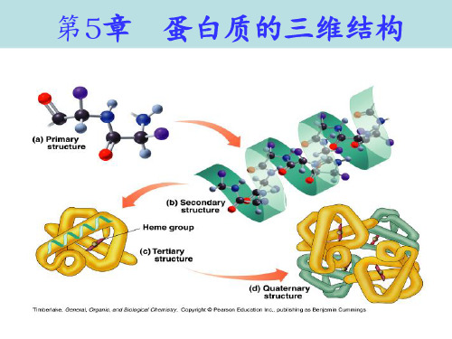 第5章  蛋白质的三维结构(2015-8-4)