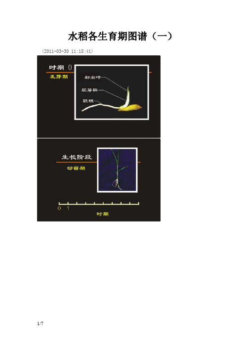 水稻各生育期图谱