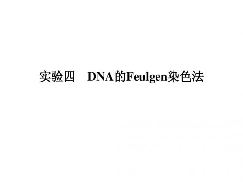 实验四 DNA的Feulgen染色法