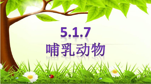 人教版八上生物课件5.1.7 哺乳动物 (22张PPT)
