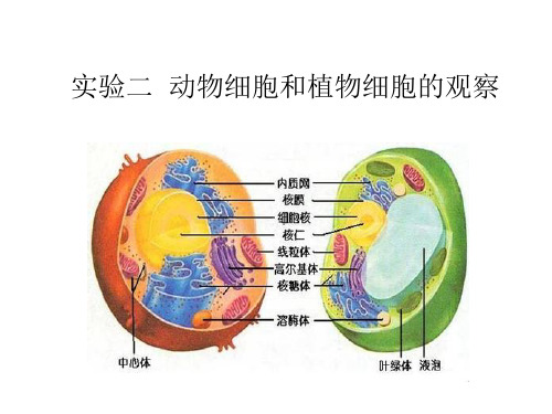 实验二动物细胞和植物细胞的观察.ppt