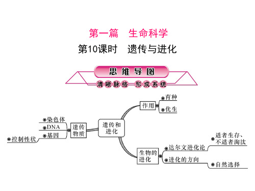 第10课时遗传与进化PPT课件(初中科学)