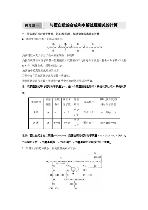 高中生物必修一 同步讲义第2章 微专题一 与蛋白质的合成和水解过程相关的计算