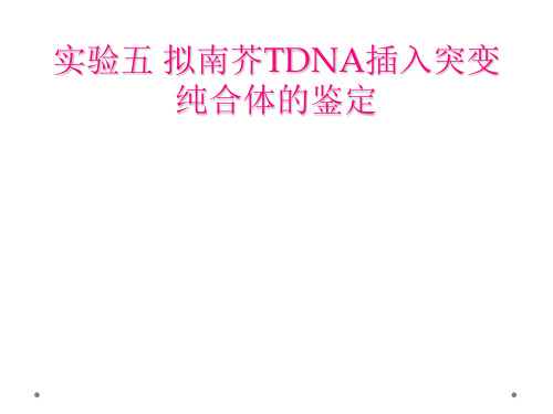 实验五 拟南芥TDNA插入突变纯合体的鉴定