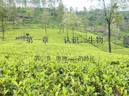 七年级生物上册第一单元第一章第一节生物的特征