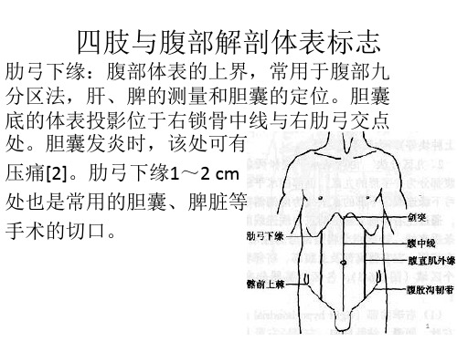 四肢与腹部解剖体表标志参考PPT