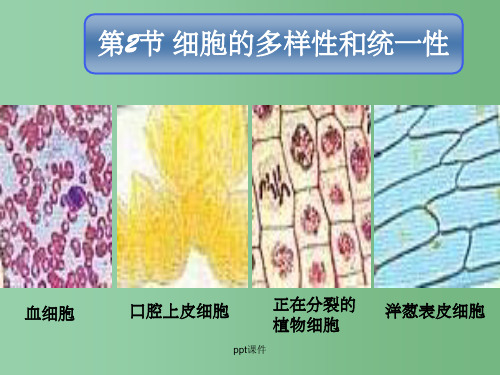 高中生物《1.2 细胞的多样性和统一性》 新人教版必修1