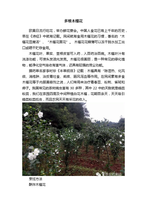 多维木槿花