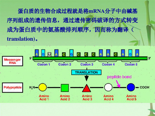 第十四章蛋白质的生物合成(共59张PPT)