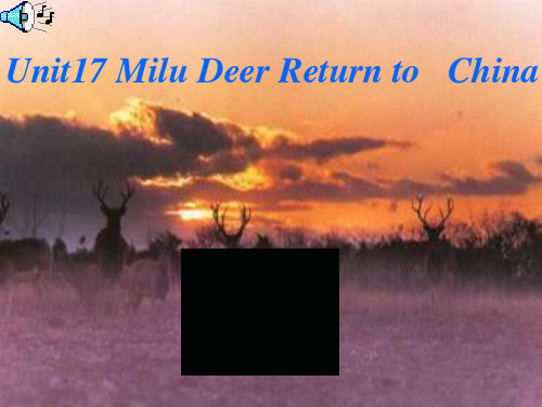 Unit17 Milu Deer Return to China PPT课件