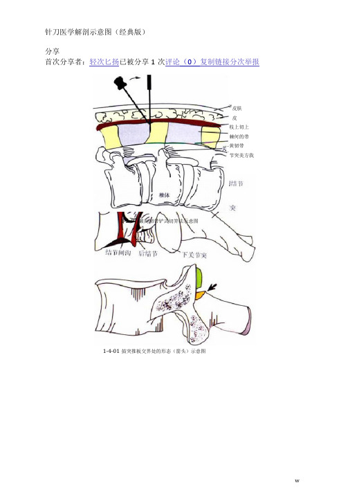 针刀医学解剖示意图(经典版)