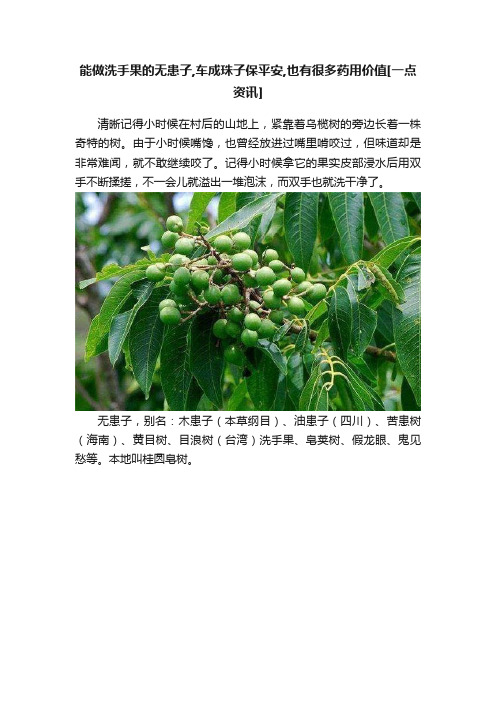 能做洗手果的无患子,车成珠子保平安,也有很多药用价值[一点资讯]