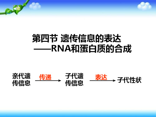 浙科版生物必修二 3.4《遗传信息的表达—-RNA和蛋白质的合成》 课件  (共21张PPT)