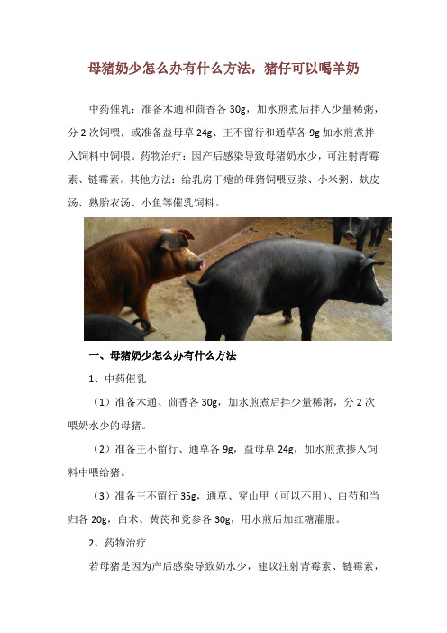 母猪奶少怎么办有什么方法,猪仔可以喝羊奶