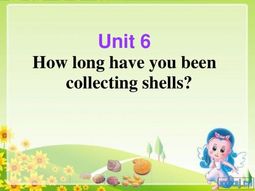How long have you been collecting shells PPT课件 20 人教版
