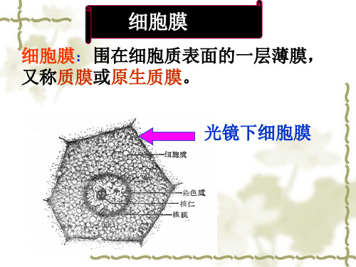 大学医学细胞生物学细胞膜课件