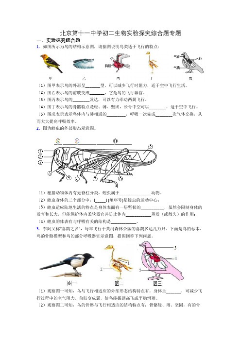 北京第十一中学初二生物实验探究综合题专题