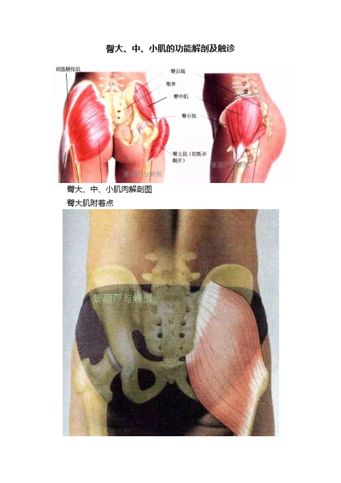 臀大、中、小肌的功能解剖及触诊