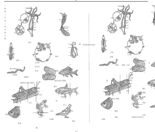 八年级上册生物识图