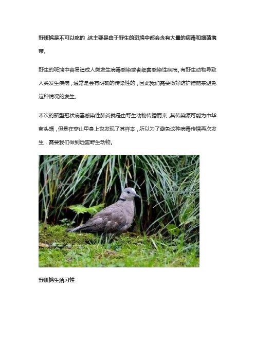 为什么野生斑鸠不能吃