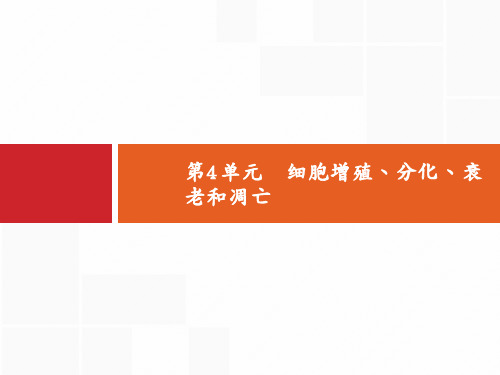 高考生物苏教一轮复习课件：4.1细胞增殖 