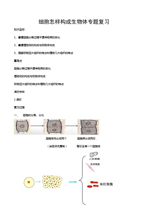 细胞怎样构成生物体专题复习