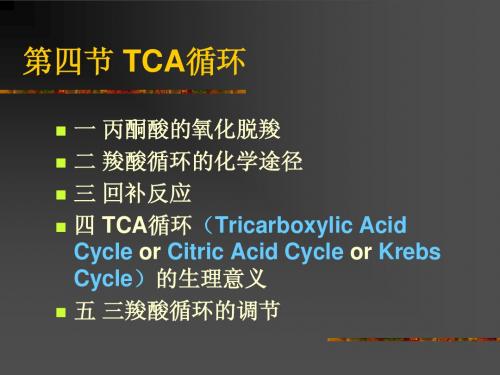 糖代谢2-TCAcycle