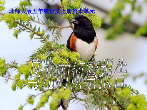 语文五年级上北师大版10-2《鸟儿的侦察报告》课件(16张)