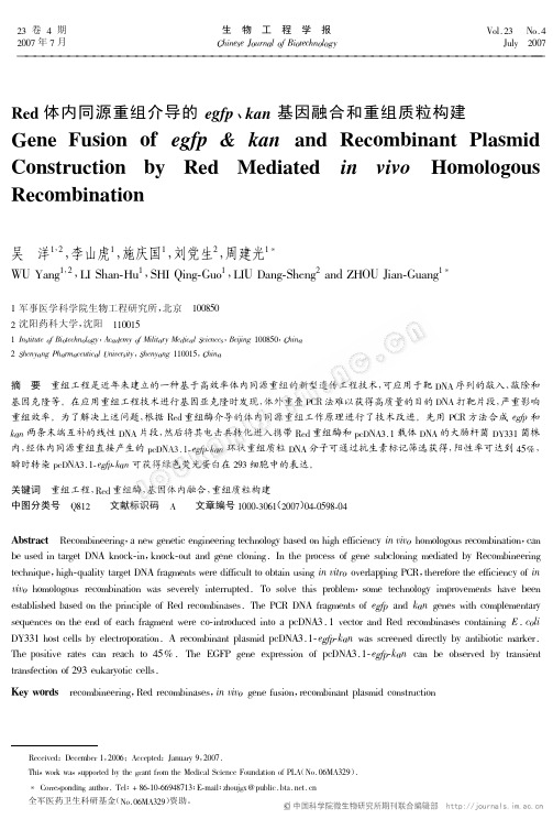 Red体内同源重组介导的egfp、kan基因融合和重组质粒构建