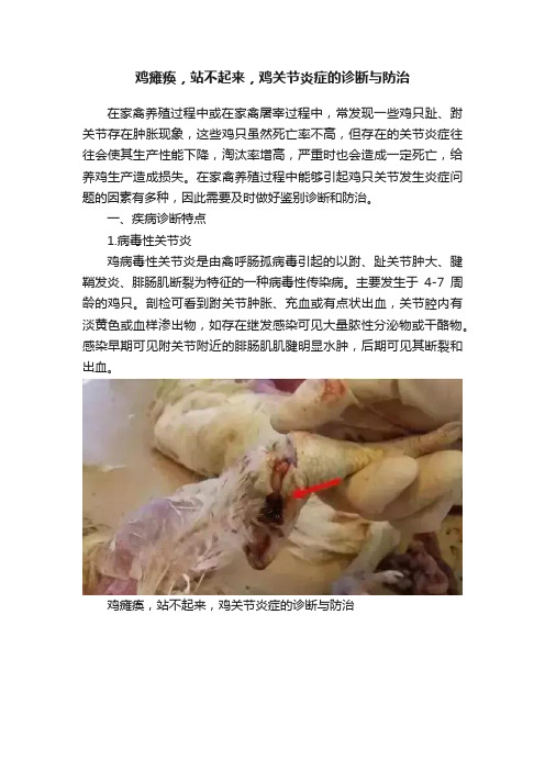 鸡瘫痪，站不起来，鸡关节炎症的诊断与防治