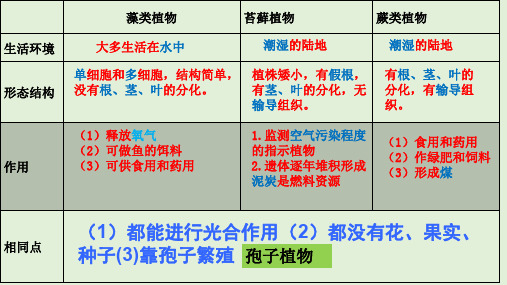 种子植物