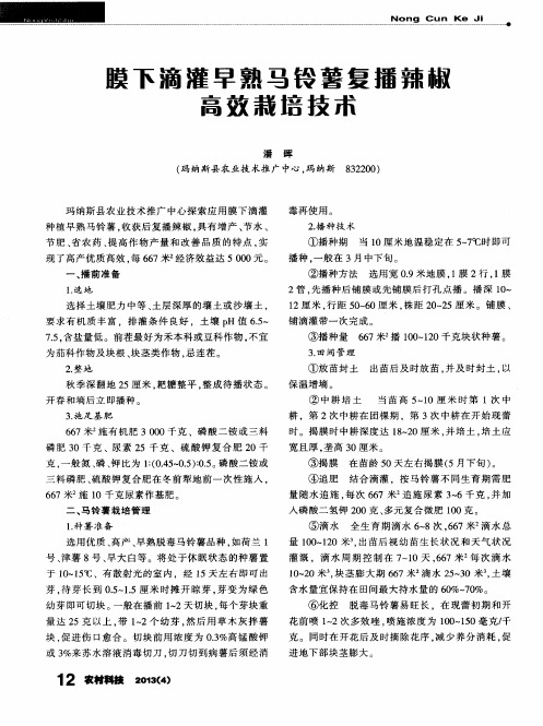 膜下滴灌早熟马铃薯复播辣椒高效栽培技术