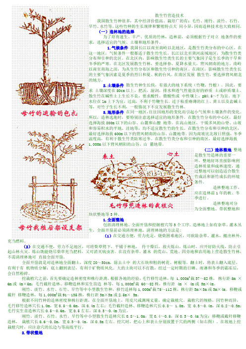 毛竹种植方法