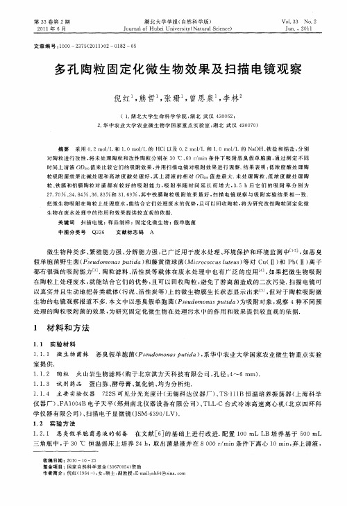 多孔陶粒固定化微生物效果及扫描电镜观察