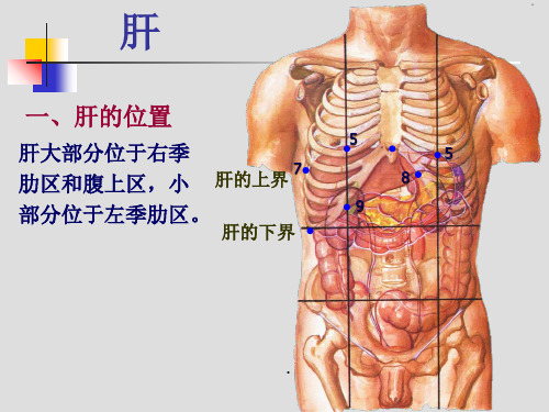 肝胆门静脉解剖最新版本