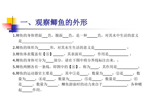 探究鲫鱼适应水中生活的特征