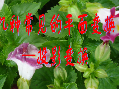投影变换