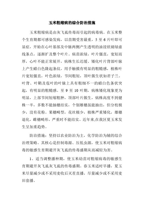 玉米粗缩病的综合防治措施